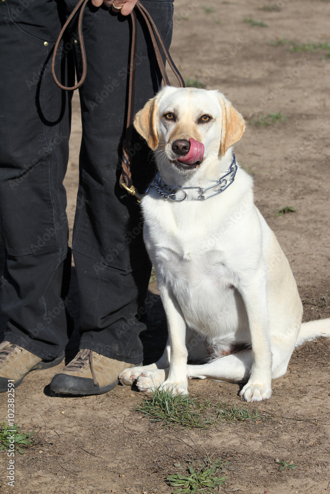 Labrador Dog on Leash sticking out tongue Labrador Dog on Leash sticking out tongue