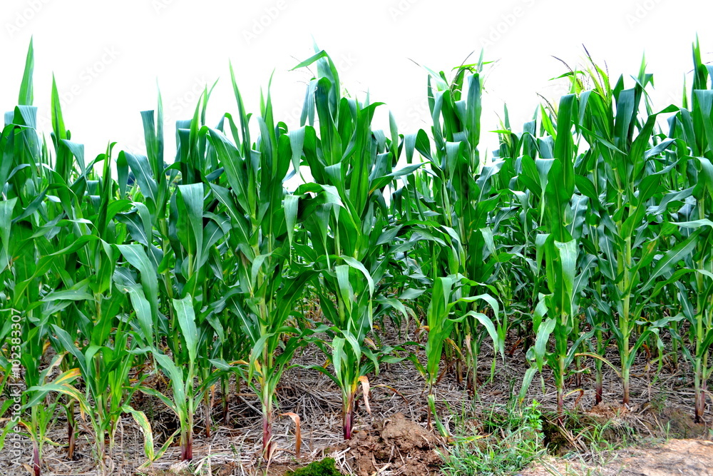 A green field of corn growing up at Thailand A green field of corn growing up at Thailand