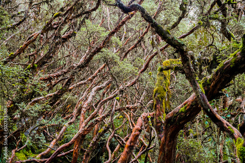 Parque Cajas