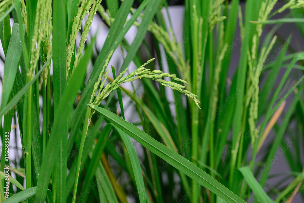 Closeup of green rice paddy in rice field. Closeup of green rice paddy in rice field.