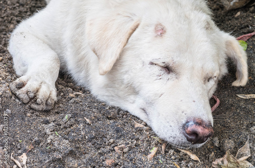 Closeup sleep dirty white dog with lesion at head