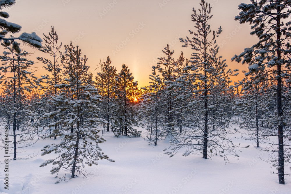 Morning in the forest Morning in the forest