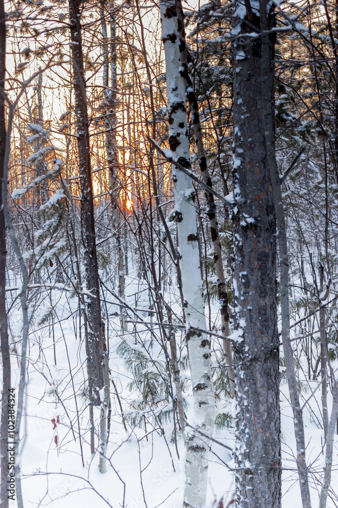 Fototapeta premium Morning in the forest