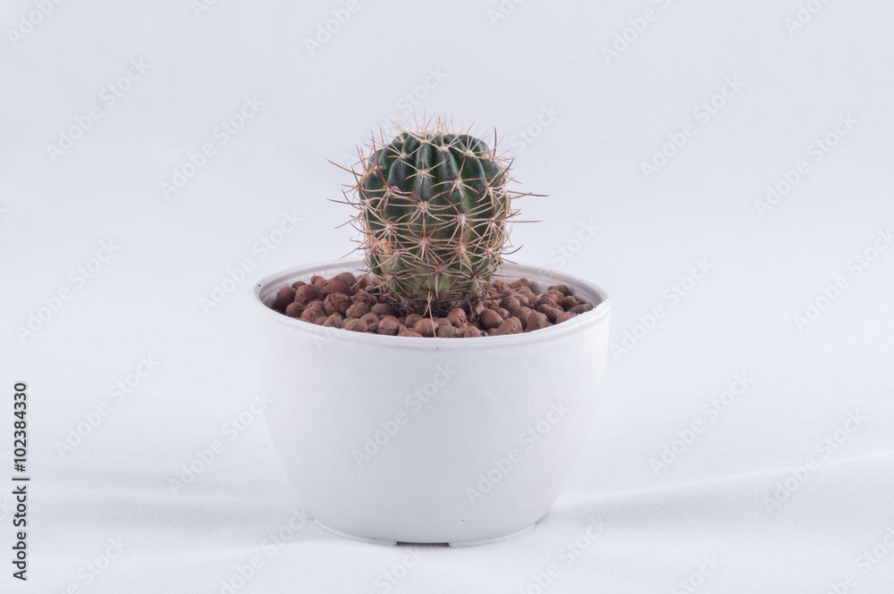 Cactus isolated on white background Cactus isolated on white background