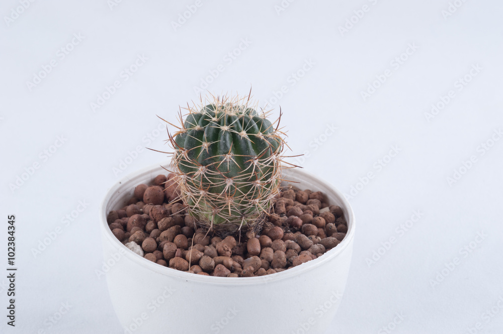 Cactus isolated on white background Cactus isolated on white background