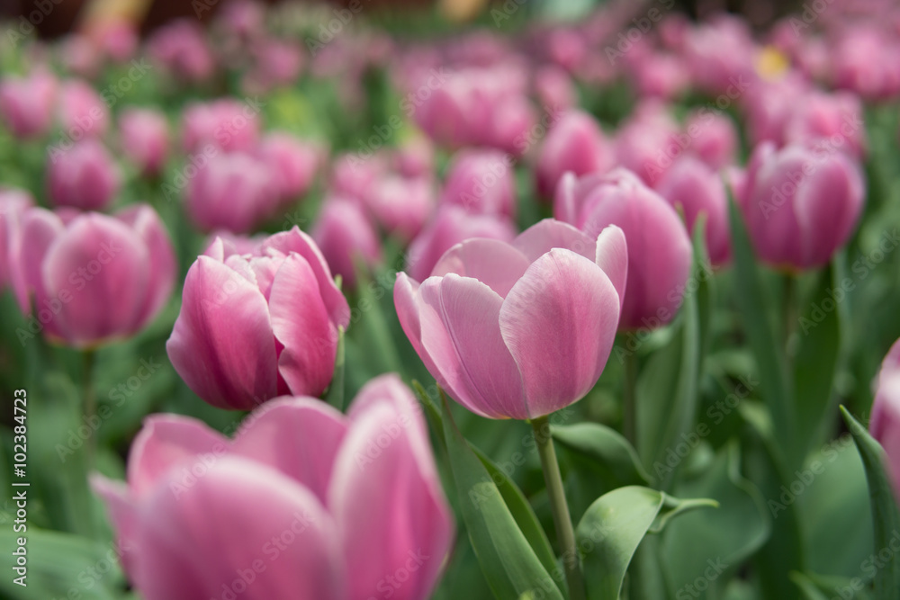 pink tulip field pink tulip field