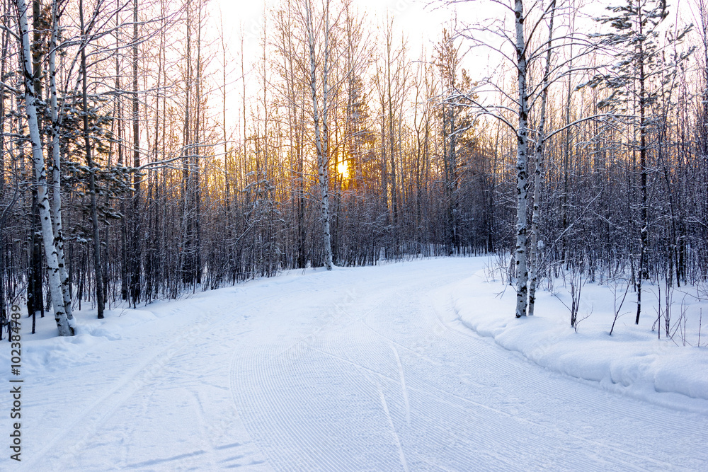 Obraz premium Morning in the forest