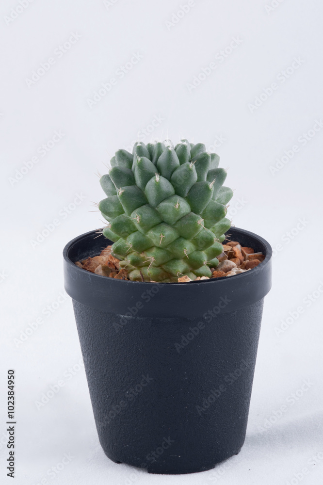 Cactus isolated on white background Cactus isolated on white background
