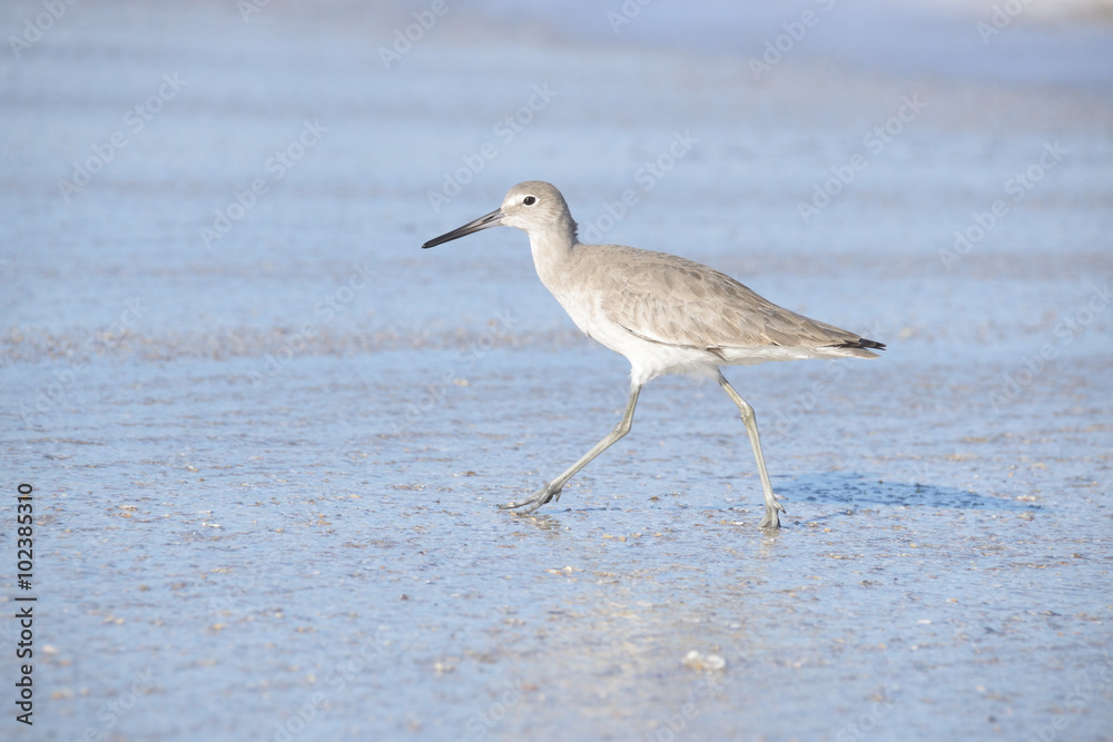 Sand Pipers Sand Pipers