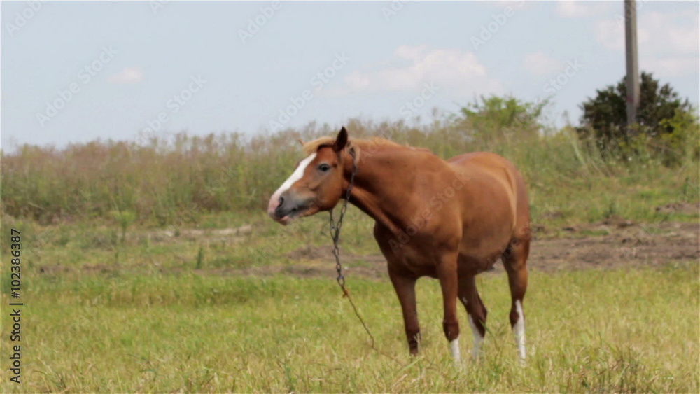 one horse on the grass/horse grazing on grass in summer one horse on the grass/horse grazing on grass in summer