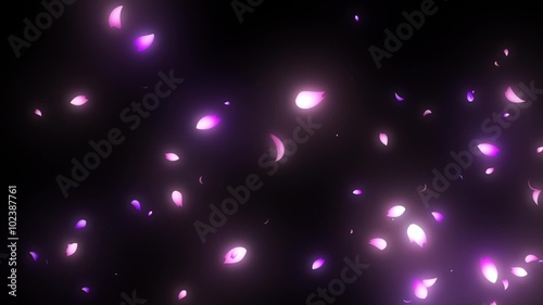 流れていく桜 pass through cherry blossoms