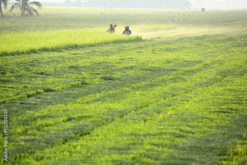 farmer cutting on rice field.