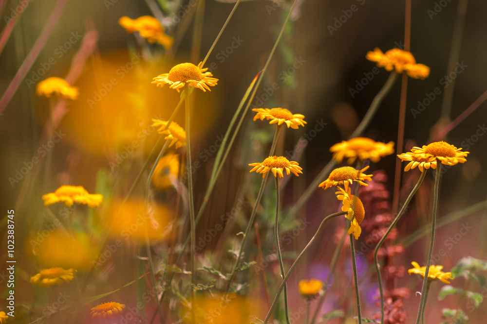 Yellow camomiles