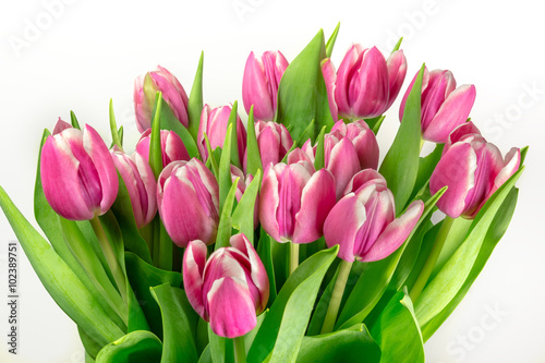 Bouquet of fresh pink tulip flowers isolated on white backgroun
