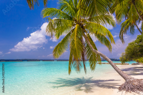 Coconut palm tree at dreamy tropical beach in Maldives