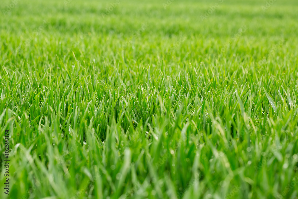 Close up of fresh thick grass with water drops in the early morning Close up of fresh thick grass with water drops in the early morning