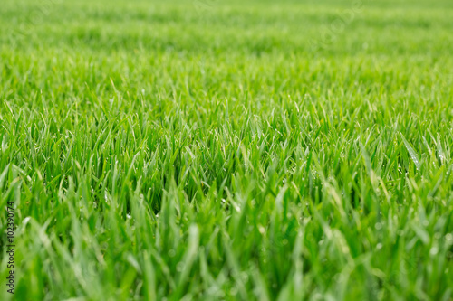 Close up of fresh thick grass with water drops in the early morning