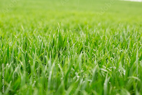 Close up of fresh thick grass with water drops in the early morning