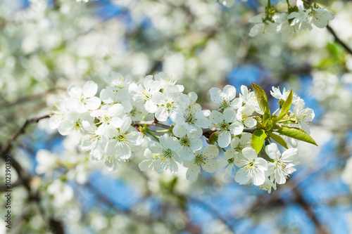 Flowers of the cherry blossoms on a spring day