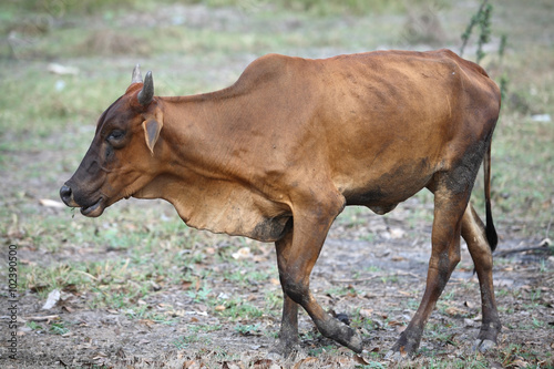 cow eating grass in paddy field.