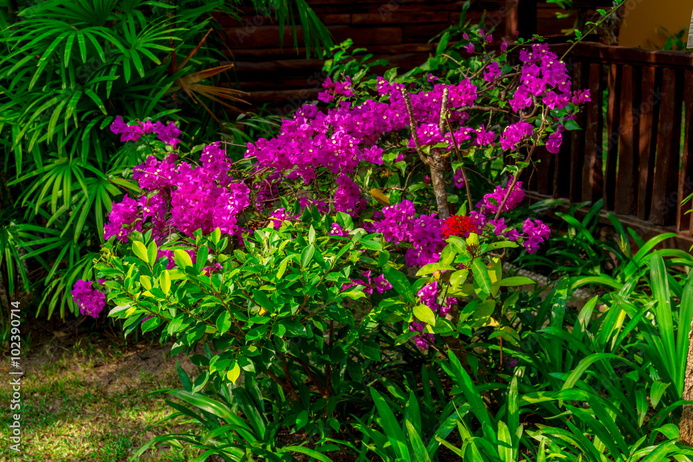 Plants and flowers