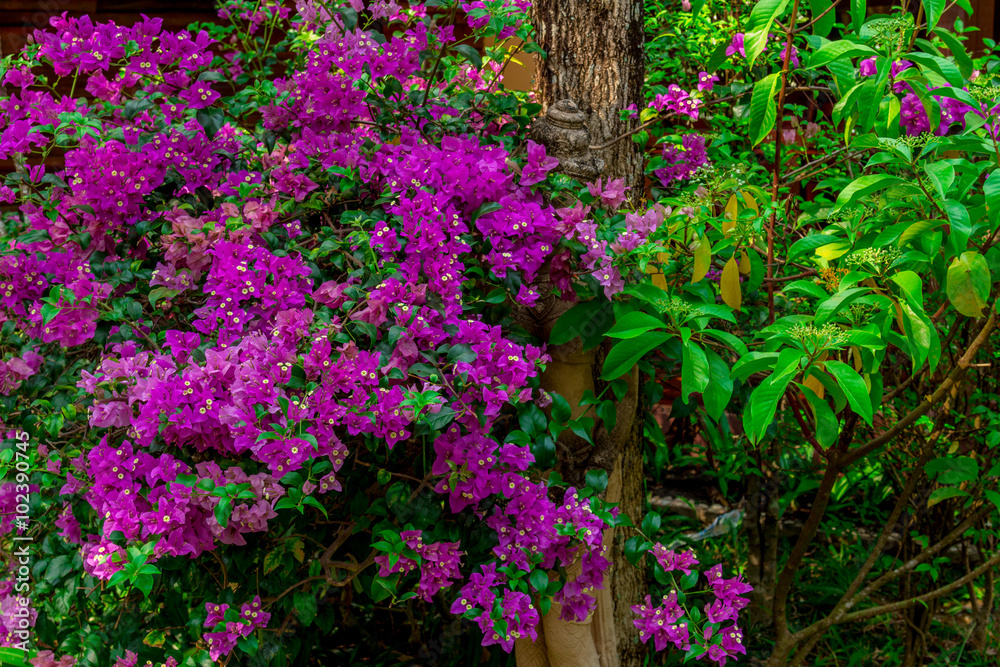 Plants and flowers