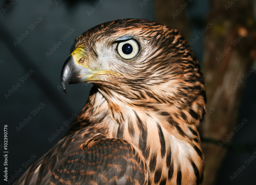 Cabeza de Azor joven. Accipiter gentilis. Cabeza de Azor joven. Accipiter gentilis.