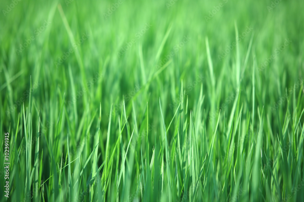 rice leaf background.