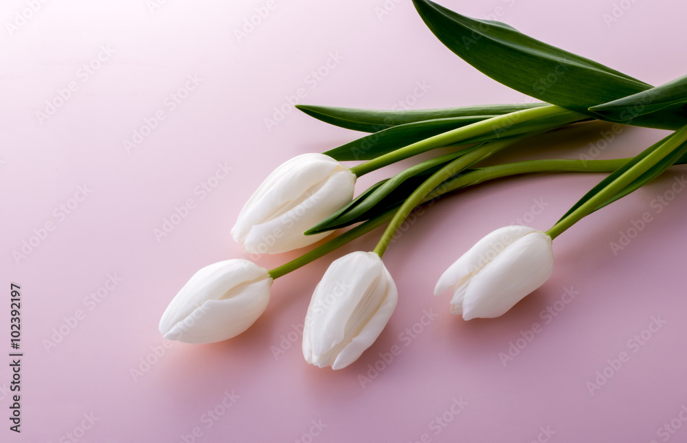 Fototapeta premium チューリップ