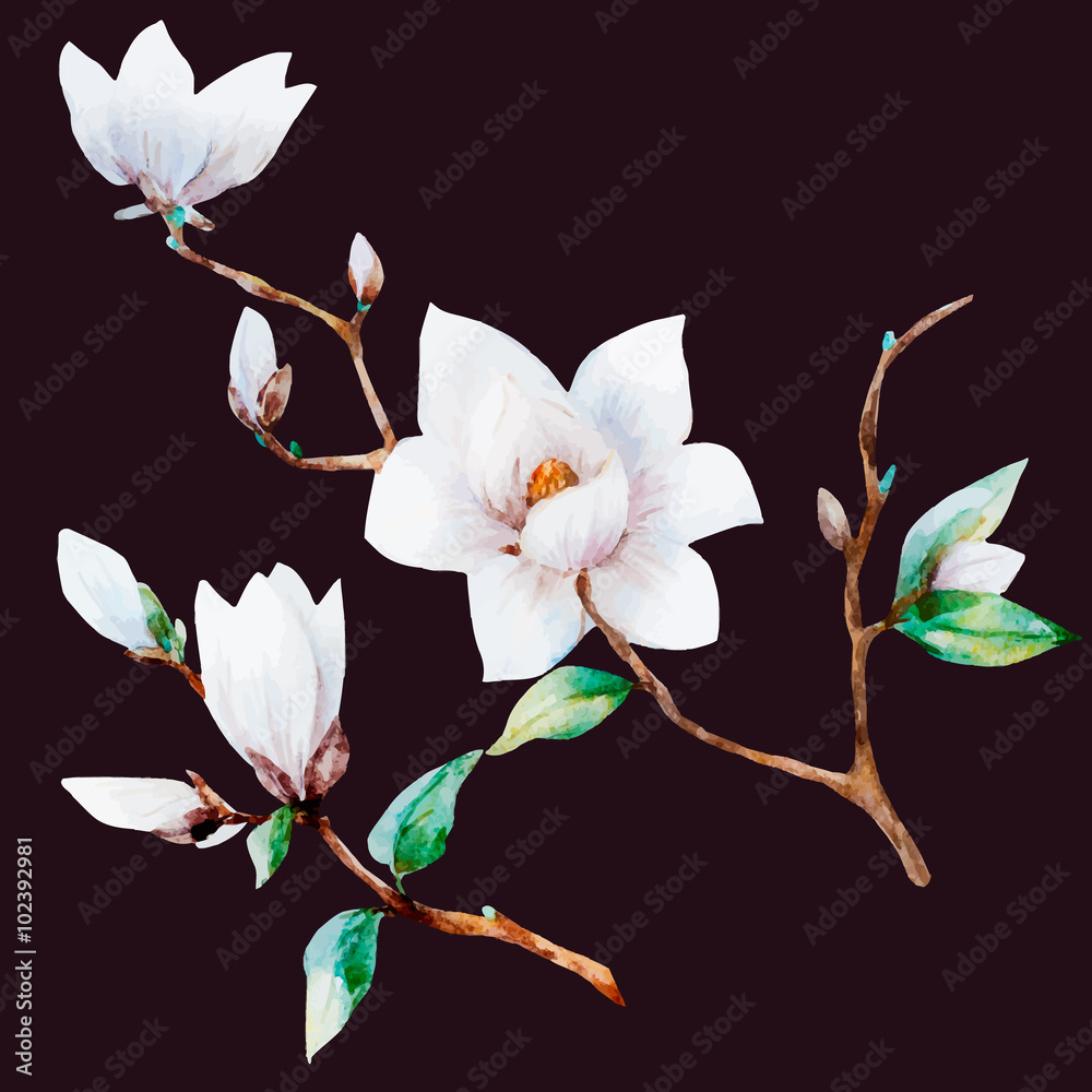 Naklejka premium Watercolor vector magnolia flowers