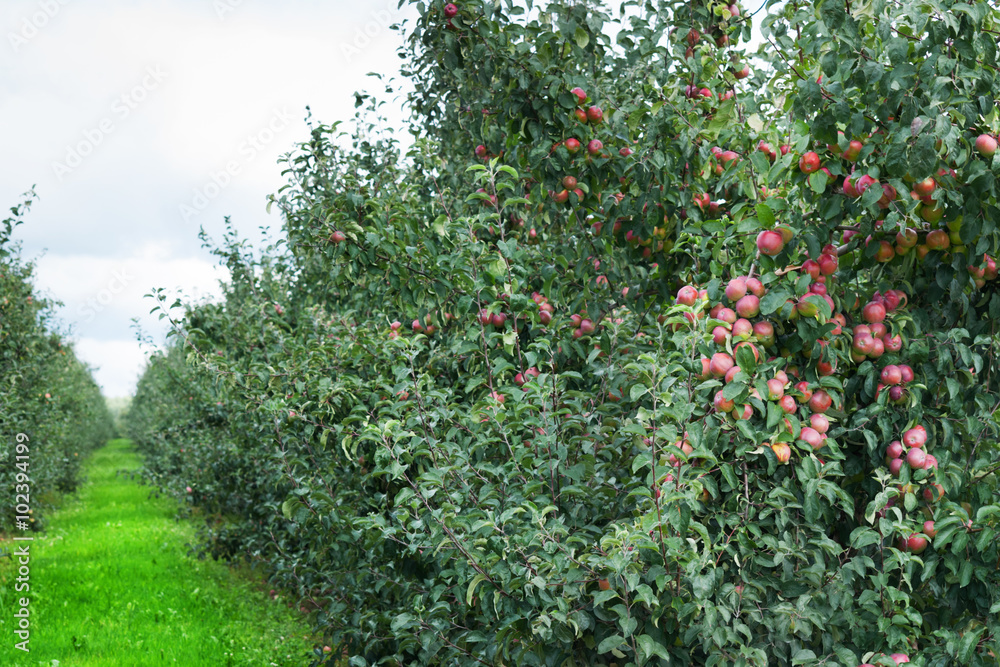 Green apple orchard