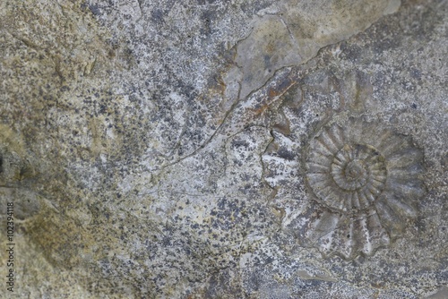 Steinplatte mit Ammonit, Hintergrund