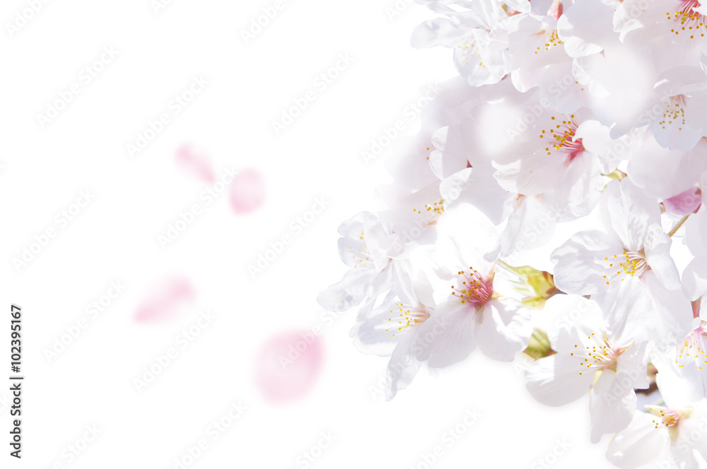 桜 花びら 白