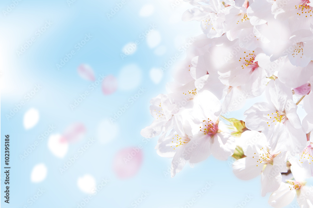 桜 写真 ふわり 青 桜 写真 ふわり 青