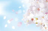 桜 写真  ふわり 青