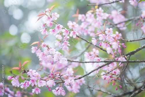 sakura  thai cherry blossom in garden