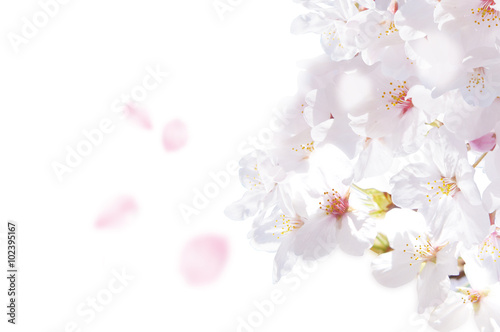 桜 花びら 白