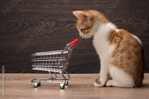 Cuadro en lienzo Grocery supermarket trolley and kitten