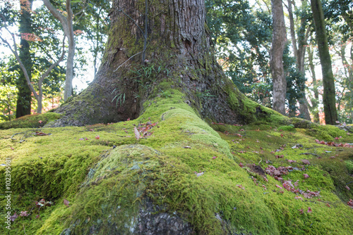 view of moss on root big tree