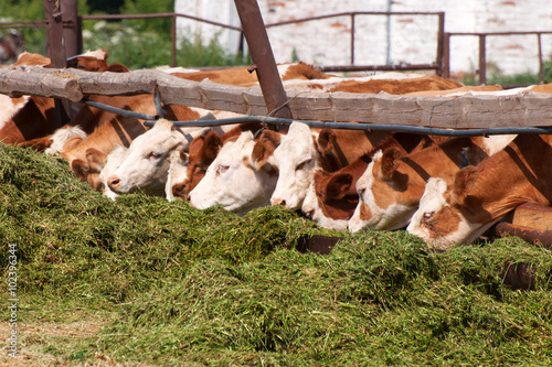The cows eat silage