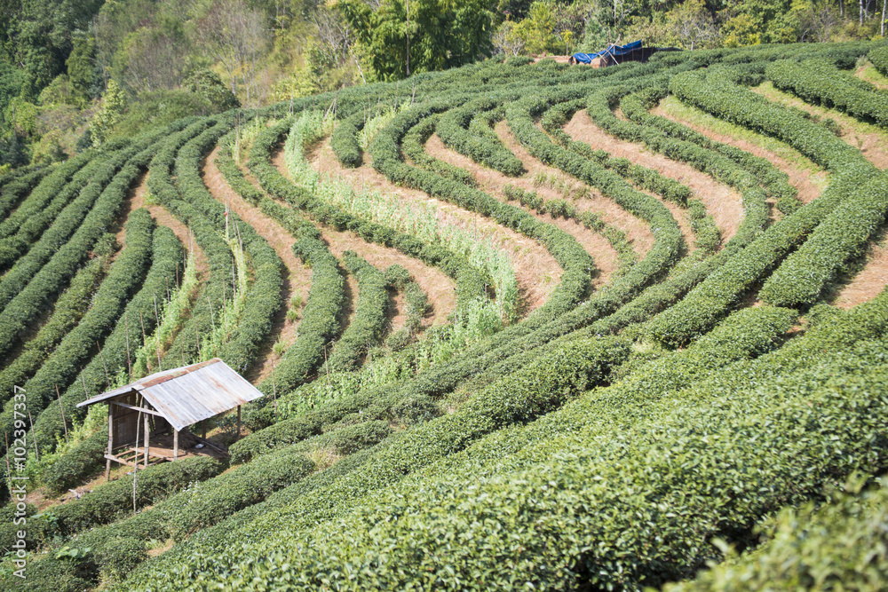 green tea plantation beautiful landscape in Chiang Mai