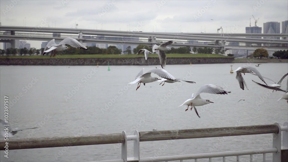 Seagull bird flying near the sea port Odaiba, Japan, slow motion shot Seagull bird flying near the sea port Odaiba, Japan, slow motion shot