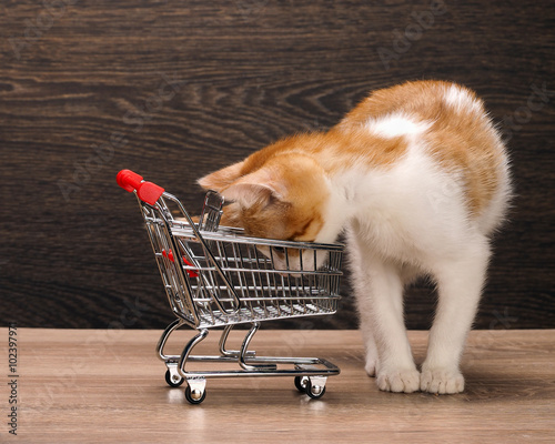 Grocery supermarket trolley. A small kitten looks in an empty grocery cart. Concept - pet products, supermarket or Internet service
