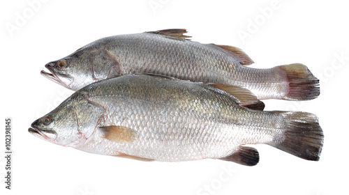 seabass or barramundi fish on white background photo