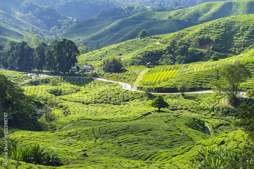 Fresh green tea plantation view near the mountain with beautiful layer landscape