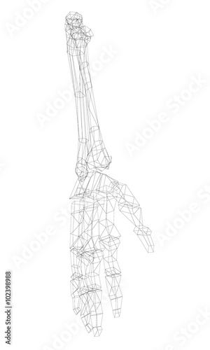 Human  hand skeleton © podsolnykh