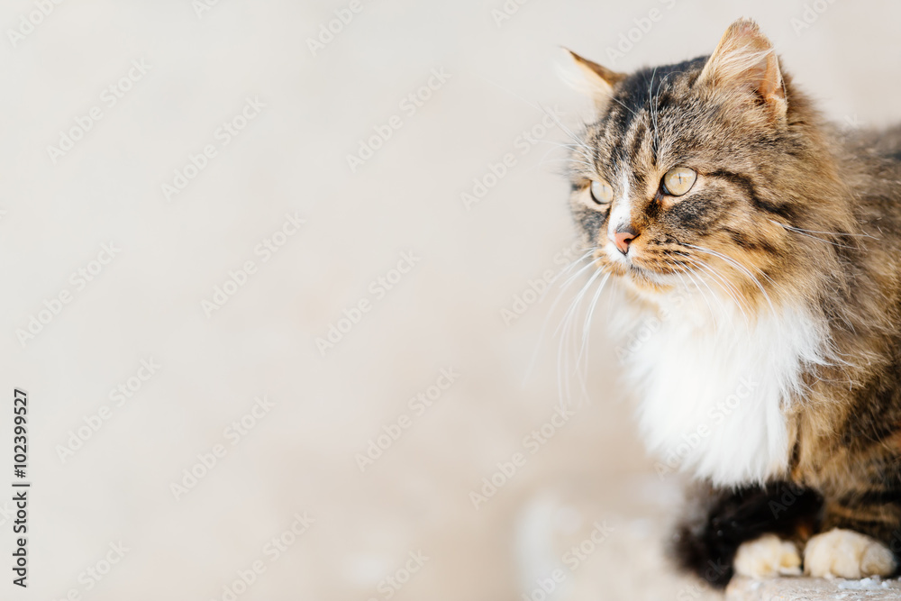 Cat waits for master outdoor Cat waits for master outdoor