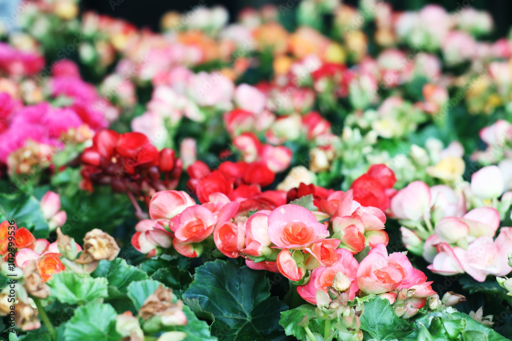 Fototapeta premium begonia flower.