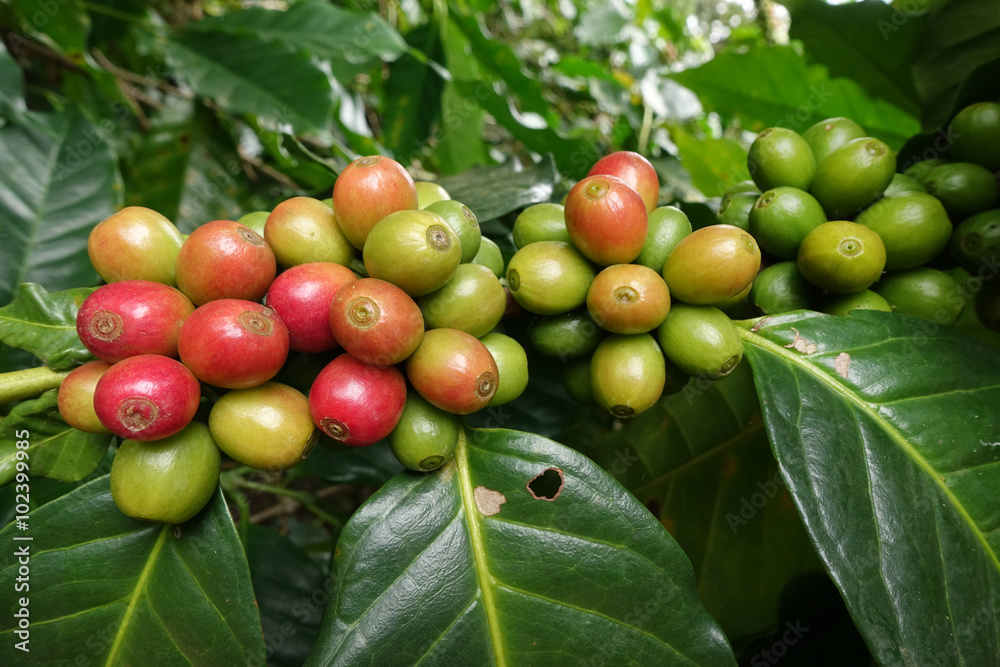 custom made wallpaper toronto digitalCoffee beans ripening on a tree.