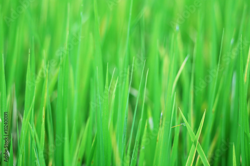 rice leaf background.